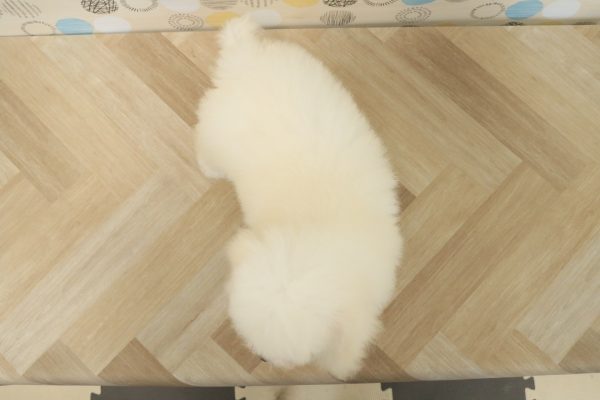 東京都のトイプードル(トイ) (ペットショッププチマリア 多摩唐木田店/2026年3月20日生まれ/女の子/クリーム)の子犬の4枚目の画像