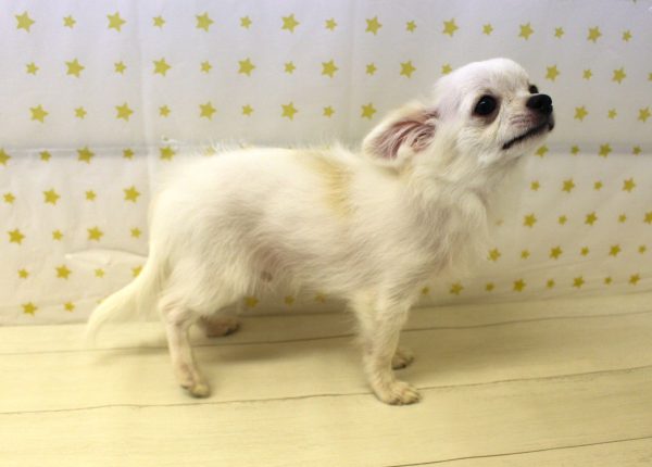 岐阜県のチワワ(ロング) (ペットショッププチマリア 美濃加茂店/2026年2月24日生まれ/男の子/クリーム)の子犬の3枚目の画像