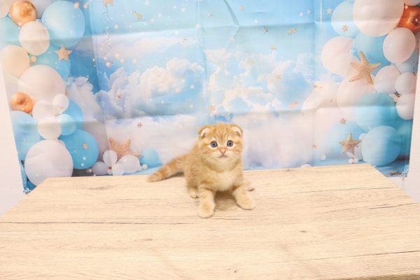 愛知県のスコティッシュフォールド (ペットショッププチマリア 一宮イオンモール木曽川キリオ店/2026年6月2日生まれ/女の子/レッドタビー)の子猫の2枚目の画像