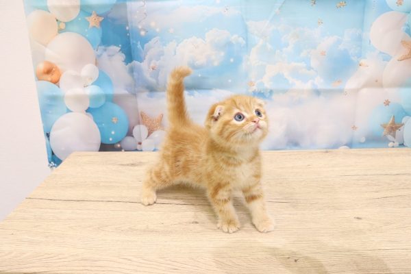 愛知県のスコティッシュフォールド (ペットショッププチマリア 一宮イオンモール木曽川キリオ店/2026年6月2日生まれ/女の子/レッドタビー)の子猫の3枚目の画像