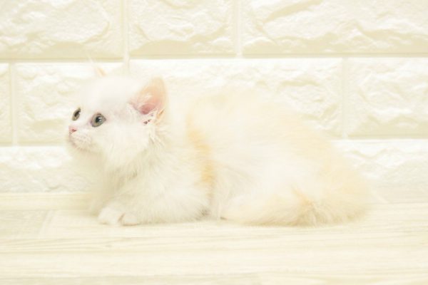 神奈川県のミヌエット (ペットショッププチマリア 横浜港北センター南店/2026年5月8日生まれ/男の子/カメオタビーホワイト)の子猫の3枚目の画像