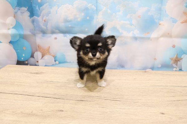 愛知県のチワワ(ロング) (ペットショッププチマリア 一宮イオンモール木曽川キリオ店/2026年5月31日生まれ/男の子/ブラックタン)の子犬の2枚目の画像