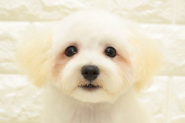 神奈川県のマルプー(マルチーズ×プードル) (ペットショッププチマリア 横浜港北センター南店/2026年3月29日生まれ/女の子/ホワイト)の子犬の1枚目の画像