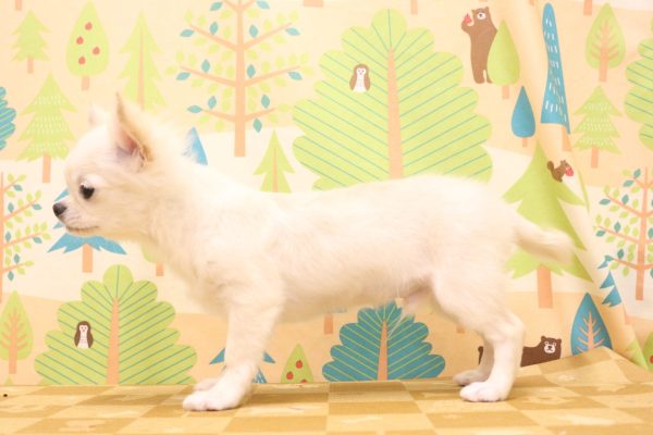 東京都のチワワ(ロング) (ペットショッププチマリア 東久留米店/2026年3月18日生まれ/男の子/ホワイトクリーム)の子犬の3枚目の画像
