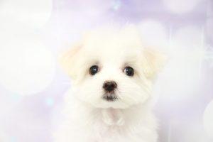 マルチーズ