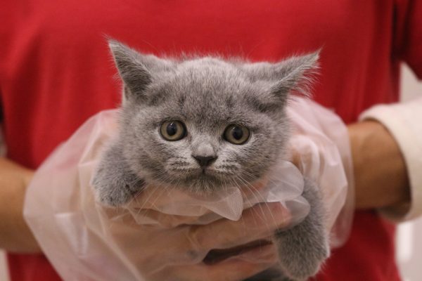 2026年5月29日生まれのブリティッシュショートヘアー
