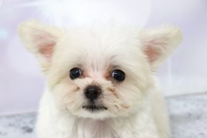 ミックス（ハーフ犬）