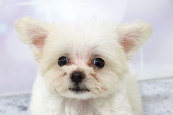 ミックス（ハーフ犬）