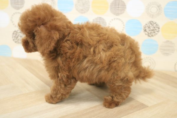 東京都のトイプードル(トイ) (ペットショッププチマリア 多摩唐木田店/2026年5月15日生まれ/男の子/レッドフォーン)の子犬の3枚目の画像