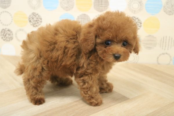 東京都のトイプードル(トイ) (ペットショッププチマリア 多摩唐木田店/2026年5月15日生まれ/男の子/レッドフォーン)の子犬の4枚目の画像