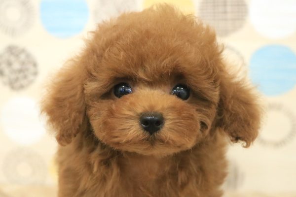東京都のトイプードル(トイ) (ペットショッププチマリア 多摩唐木田店/2026年5月15日生まれ/男の子/レッドフォーン)の子犬の1枚目の画像