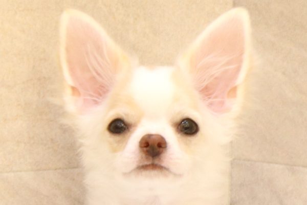 チワワ