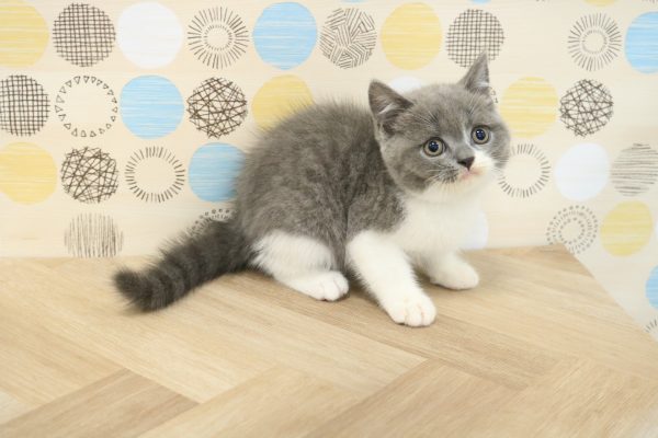 東京都のブリティッシュショートヘアー (ペットショッププチマリア 多摩唐木田店/2026年5月19日生まれ/男の子/ブルーホワイト)の子猫の3枚目の画像