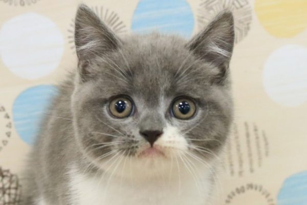 東京都のブリティッシュショートヘアー (ペットショッププチマリア 多摩唐木田店/2026年5月19日生まれ/男の子/ブルーホワイト)の子猫の1枚目の画像