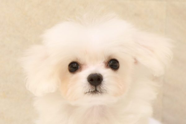 ミックス（ハーフ犬）