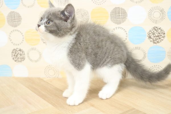 東京都のブリティッシュショートヘアー (ペットショッププチマリア 多摩唐木田店/2026年5月19日生まれ/男の子/ブルーホワイト)の子猫の4枚目の画像