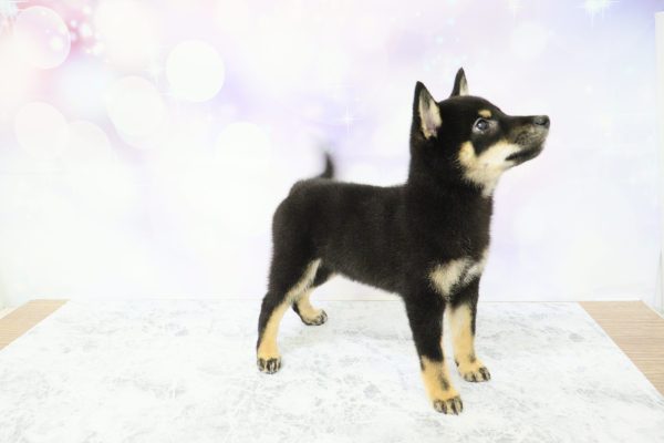 愛知県の柴犬(標準サイズ) (ペットショッププチマリア イオン小牧店/2026年4月12日生まれ/女の子/黒)の子犬の4枚目の画像