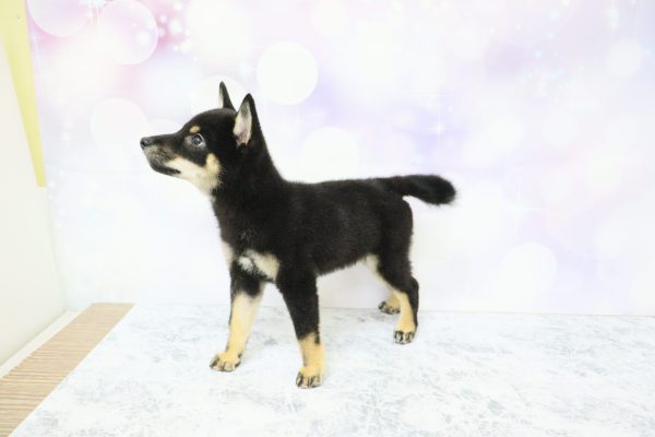 愛知県の柴犬(標準サイズ) (ペットショッププチマリア イオン小牧店/2026年4月12日生まれ/女の子/黒)の子犬の3枚目の画像