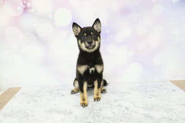 愛知県の柴犬(標準サイズ) (ペットショッププチマリア イオン小牧店/2026年4月12日生まれ/女の子/黒)の子犬の2枚目の画像