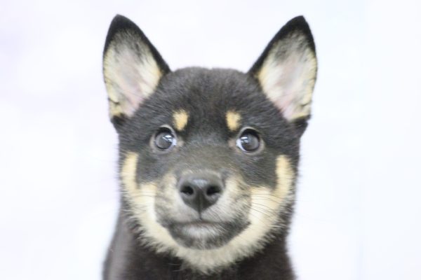 愛知県の柴犬(標準サイズ) (ペットショッププチマリア イオン小牧店/2026年4月12日生まれ/女の子/黒)の子犬の1枚目の画像