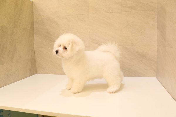岐阜県のビションフリーゼ (ペットショッププチマリア 大垣イオンモール店/2026年4月27日生まれ/女の子/ホワイト)の子犬の3枚目の画像