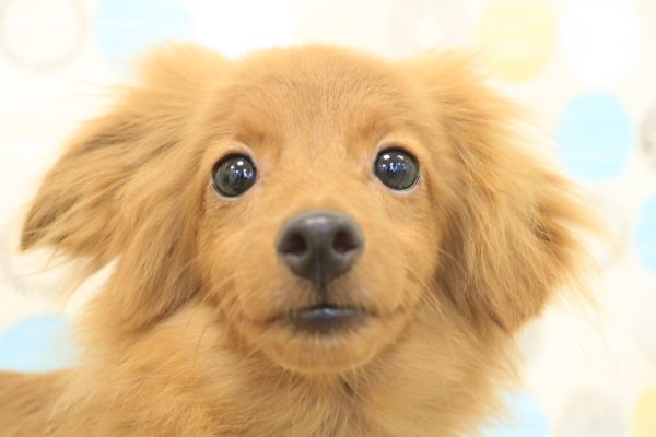 東京都のポメプー(ポメラニアン×プードル) (ペットショッププチマリア 多摩唐木田店/2026年2月16日生まれ/男の子/オレンジ)の子犬の1枚目の画像