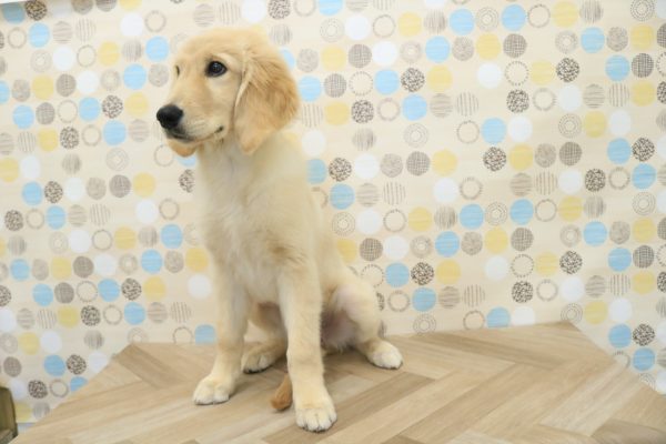 東京都のゴールデンレトリバー (ペットショッププチマリア 多摩唐木田店/2026年3月9日生まれ/女の子/ゴールデンカラー)の子犬の3枚目の画像