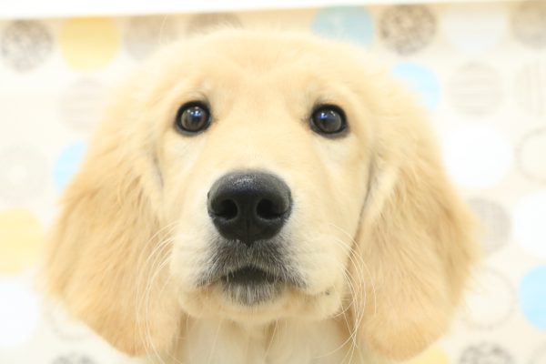 東京都のゴールデンレトリバー (ペットショッププチマリア 多摩唐木田店/2026年3月9日生まれ/女の子/ゴールデンカラー)の子犬の1枚目の画像