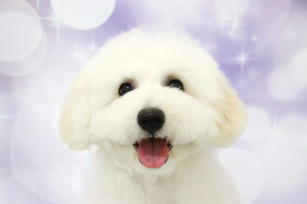 ビションフリーゼ