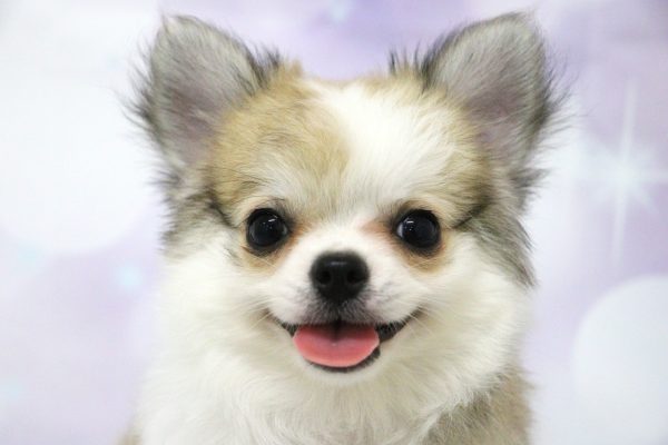 愛知県のチワワ(ロング) (ペットショッププチマリア イオン小牧店/2026年4月21日生まれ/男の子/フォーンホワイト)の子犬の1枚目の画像