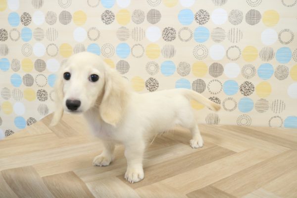 東京都のミニチュアダックスフンド(ロング) (ペットショッププチマリア 多摩唐木田店/2026年3月29日生まれ/男の子/イエロー)の子犬の2枚目の画像