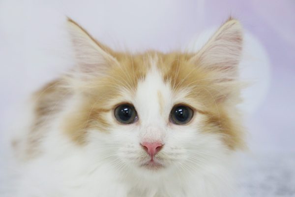 ノルウェージャンフォレストキャット