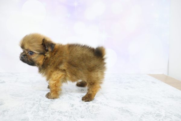 愛知県のミックス（ハーフ犬） (ペットショッププチマリア イオン小牧店/2026年5月20日生まれ/男の子/ブラウン)の子犬の4枚目の画像
