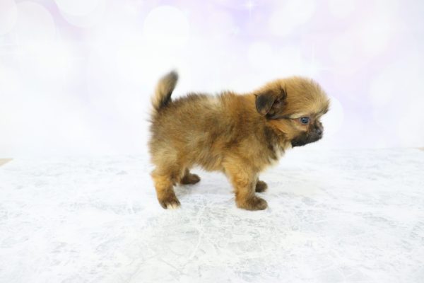 愛知県のミックス（ハーフ犬） (ペットショッププチマリア イオン小牧店/2026年5月20日生まれ/男の子/ブラウン)の子犬の3枚目の画像