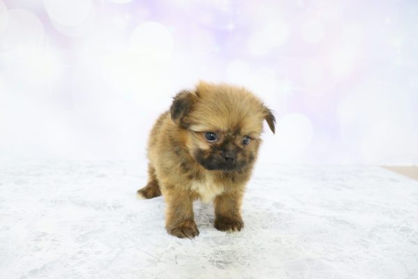 愛知県のミックス（ハーフ犬） (ペットショッププチマリア イオン小牧店/2026年5月20日生まれ/男の子/ブラウン)の子犬の2枚目の画像