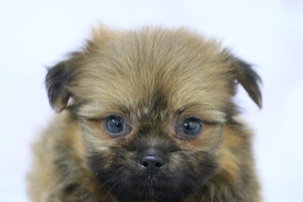 ミックス（ハーフ犬）
