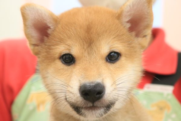 柴犬