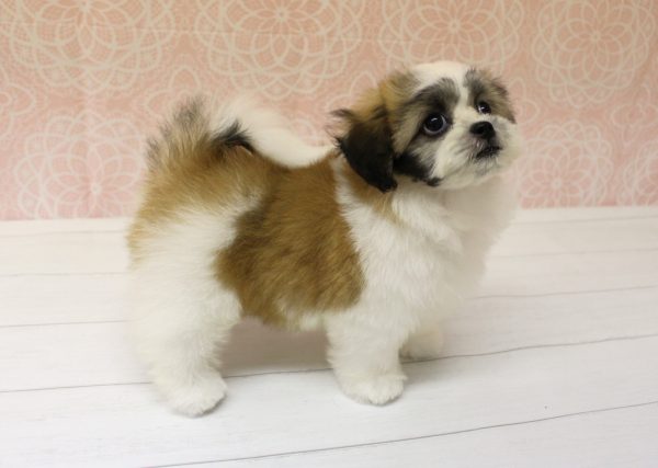 岐阜県のミックス（ハーフ犬） (ペットショッププチマリア 美濃加茂店/2026年4月26日生まれ/女の子/レッドホワイト)の子犬の3枚目の画像