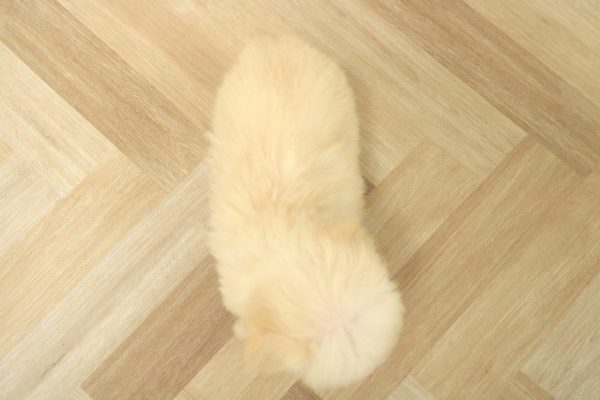 東京都のマルプー(マルチーズ×プードル) (ペットショッププチマリア 多摩唐木田店/2026年5月29日生まれ/女の子/クリーム)の子犬の4枚目の画像