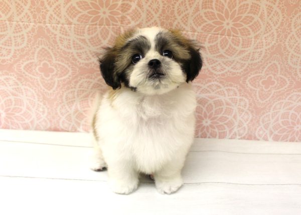 岐阜県のミックス（ハーフ犬） (ペットショッププチマリア 美濃加茂店/2026年4月26日生まれ/女の子/レッドホワイト)の子犬の4枚目の画像