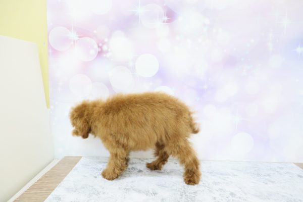 愛知県のトイプードル(トイ) (ペットショッププチマリア イオン小牧店/2026年2月20日生まれ/男の子/レッドフォーン)の子犬の3枚目の画像