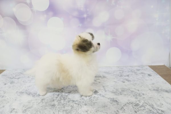 愛知県のミックス（ハーフ犬） (ペットショッププチマリア イオン小牧店/2026年4月11日生まれ/女の子/ホワイトブラウン)の子犬の4枚目の画像