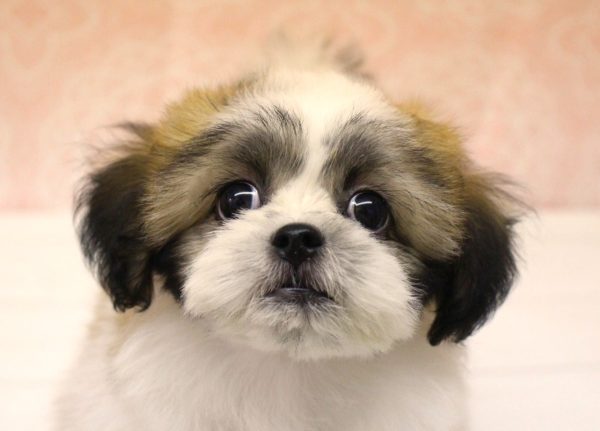 ミックス（ハーフ犬）