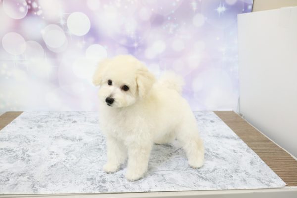 愛知県のトイプードル(トイ) (ペットショッププチマリア イオン小牧店/2026年4月25日生まれ/女の子/クリーム)の子犬の3枚目の画像