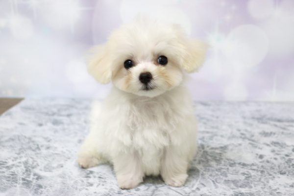 愛知県のミックス（ハーフ犬） (ペットショッププチマリア イオン小牧店/2026年4月29日生まれ/男の子/ホワイト)の子犬の2枚目の画像