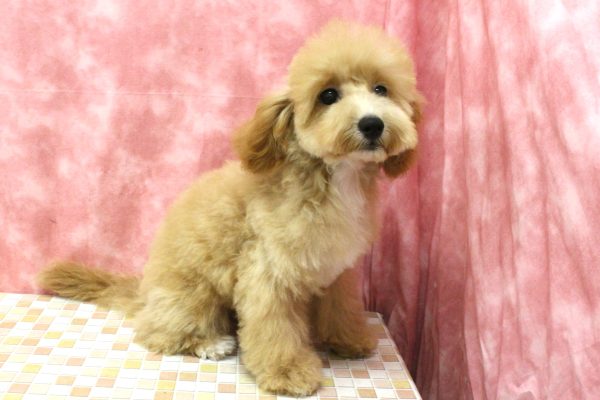 東京都のビションプー(ビションフリーゼ×プードル) (ペットショッププチマリア 稲城若葉台店/2026年3月14日生まれ/女の子/アプリコット)の子犬の4枚目の画像