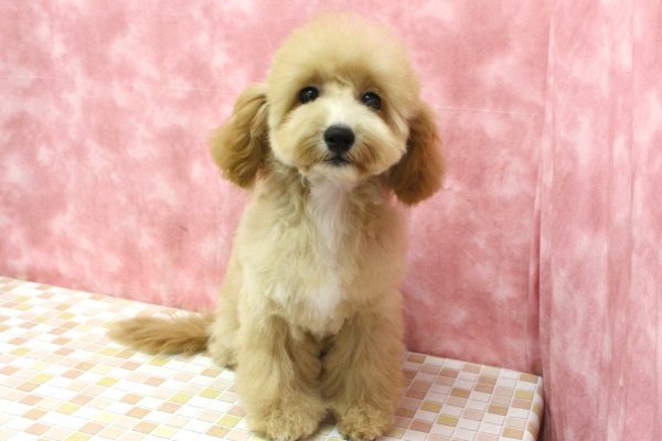 東京都のビションプー(ビションフリーゼ×プードル) (ペットショッププチマリア 稲城若葉台店/2026年3月14日生まれ/女の子/アプリコット)の子犬の2枚目の画像