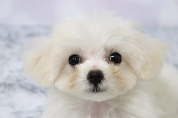 愛知県のミックス（ハーフ犬） (ペットショッププチマリア イオン小牧店/2026年4月29日生まれ/男の子/ホワイト)の子犬の1枚目の画像