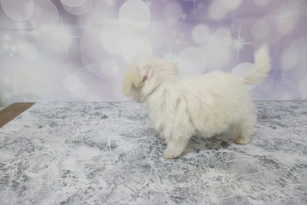 愛知県のミックス（ハーフ犬） (ペットショッププチマリア イオン小牧店/2026年4月29日生まれ/男の子/ホワイト)の子犬の3枚目の画像