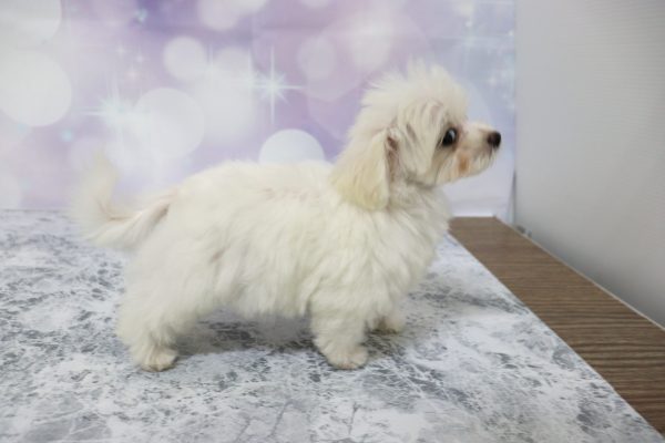 愛知県のミックス（ハーフ犬） (ペットショッププチマリア イオン小牧店/2026年4月29日生まれ/男の子/ホワイト)の子犬の4枚目の画像
